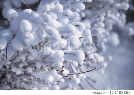 雪が積もった木の枝 雪が積もった木の枝 111488866