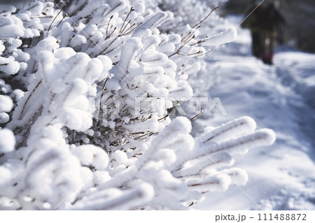 木に積もった雪 木に積もった雪 111488872