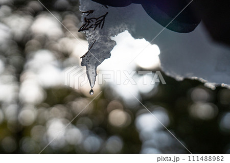 屋根に積もった雪から落ちてくる雪解けの雫 屋根に積もった雪から落ちてくる雪解けの雫 111488982