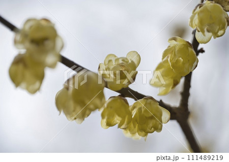 春を告げるロウバイの花 春を告げるロウバイの花 111489219