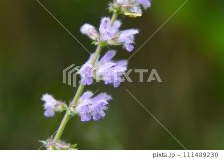 花をつけたアキノタムラソウ 花をつけたアキノタムラソウ 111489230