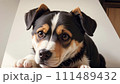可愛い犬のイラスト 111489432