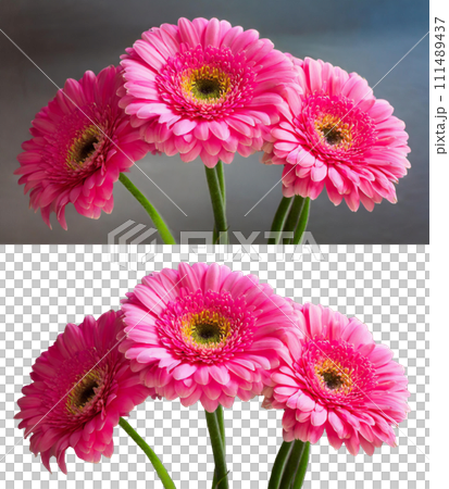 ピンクガーベラ・3月の誕生花（背景有り・無し）｜著作権問題クリアadobeAI生成画像を修正・加工 111489437