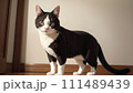 室内にいる可愛いネコのイラスト 111489439
