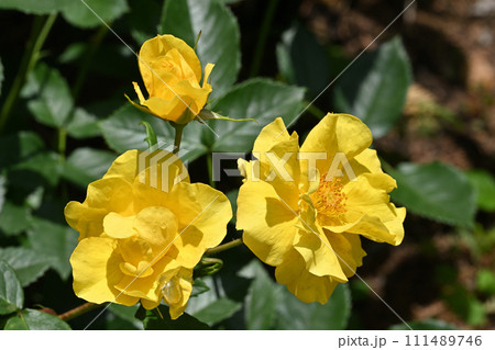 イエローシンプリシティ 111489746