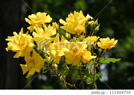 サプライズ・バラ 111489750