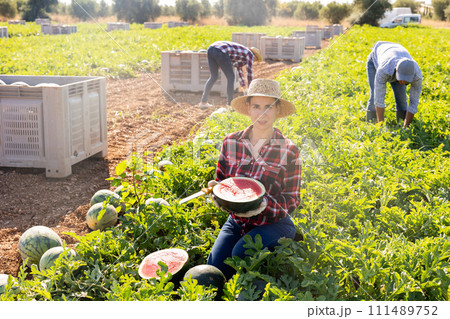 Farmer posing in field with watermelons crop 111489752