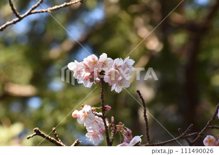 早春の寒桜 早春の寒桜 111490026