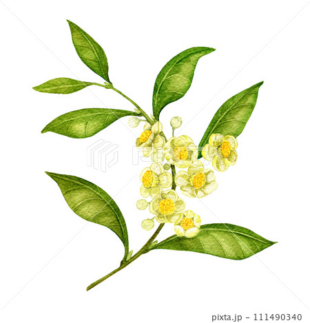 branch of blooming tea with leaves drawn in watercolor for textiles and printing on packaging 111490340