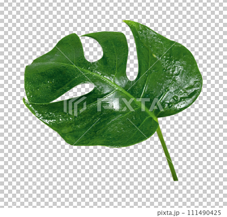 Green leaves pattern ,leaf monstera with water drop isolated Green leaves pattern ,leaf monstera with water drop isolated 111490425