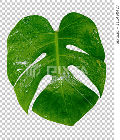 monstera leaf with water drop isolate ,Green leaves pattern monstera leaf with water drop isolate ,Green leaves pattern 111490427