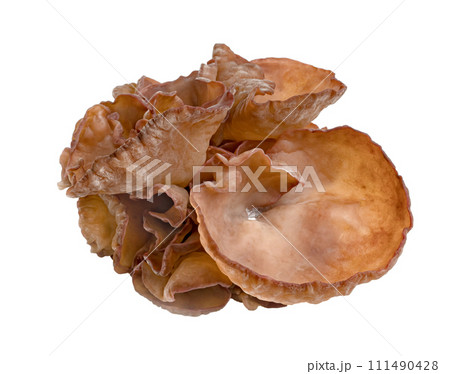 ear mushroom or Jew's ear isolated 111490428