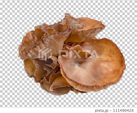 ear mushroom or Jew's ear isolated 111490428