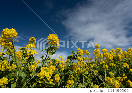 真冬の菜の花と青空のコピースペース 111490506