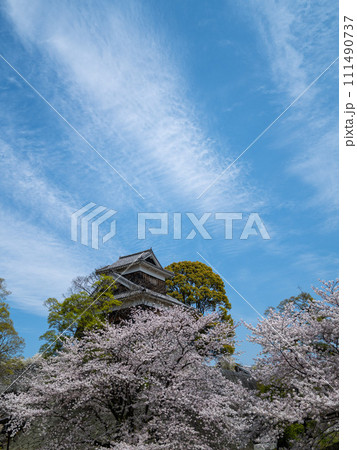 桜に彩られた熊本の櫓 桜に彩られた熊本の櫓 111490737