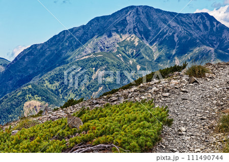 南アルプス・茶臼岳稜線のライチョウと聖岳の眺め 111490744