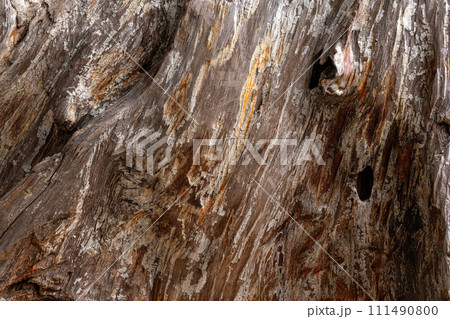 古木の木肌模様 古木の木肌模様 111490800