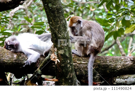 close-up view of a long-tailed monkey on a tree 111490824