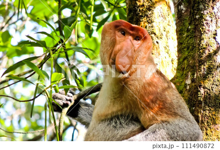 close-up view of proboscis monkeys on a tree close-up view of proboscis monkeys on a tree 111490872