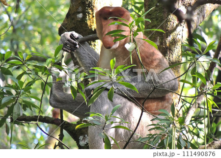 close-up view of proboscis monkeys on a tree 111490876