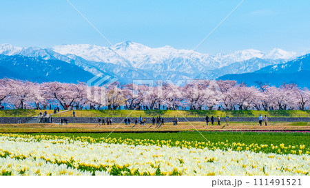 あさひ舟川（春） 111491521