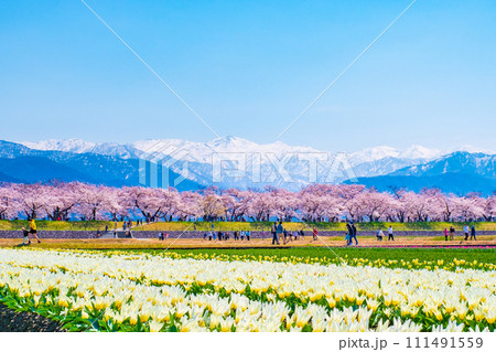 あさひ舟川（春） 111491559