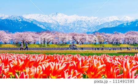 あさひ舟川（春） 111491595