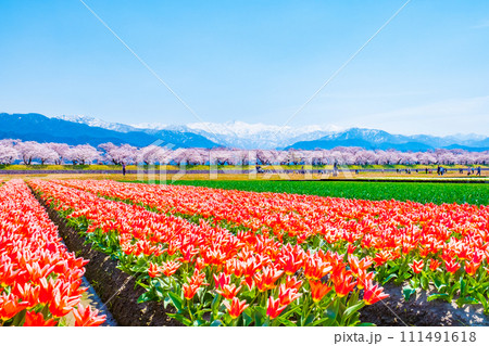 あさひ舟川（春） 111491618