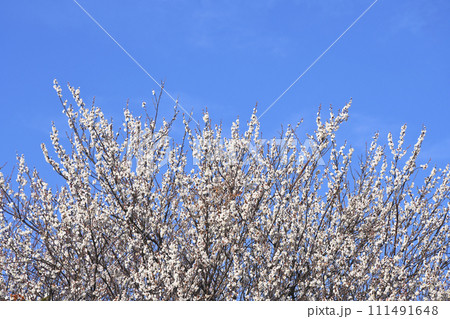 梅の花 111491648