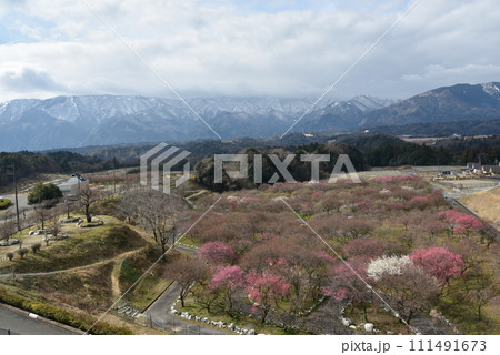 一足早い清少納言が愛した春告草 一足早い清少納言が愛した春告草 111491673