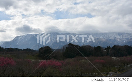 一足早い清少納言が愛した春告草 一足早い清少納言が愛した春告草 111491707