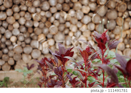 A pile of logs is behind a plant with red leaves 111491781