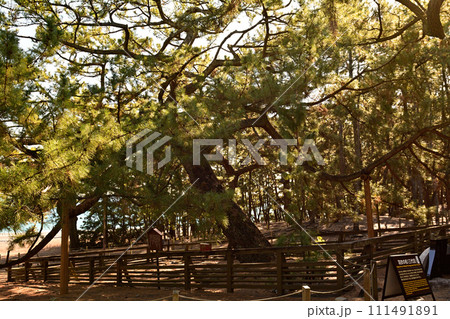 静岡・三保の松原 111491891