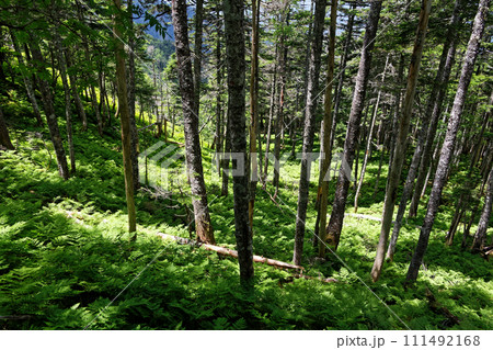 南アルプス・易老岳付近の原生林と林床のシダ 南アルプス・易老岳付近の原生林と林床のシダ 111492168