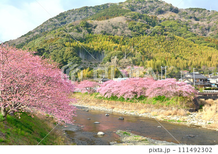 伊豆・河津桜 111492302