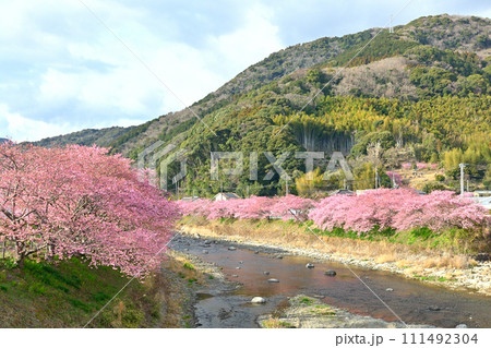 伊豆・河津桜 111492304