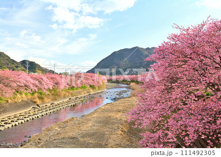 伊豆・河津桜 111492305