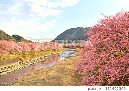 伊豆・河津桜 111492306