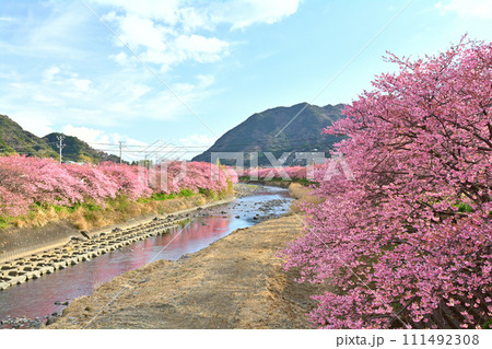 伊豆・河津桜 伊豆・河津桜 111492308