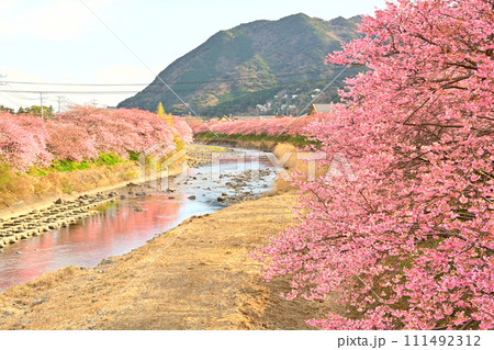 伊豆・河津桜 伊豆・河津桜 111492312