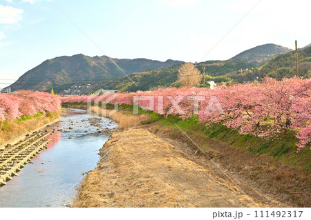 伊豆・河津桜 伊豆・河津桜 111492317
