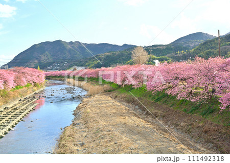 伊豆・河津桜 111492318