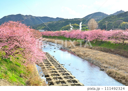 伊豆・河津桜 111492324