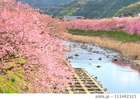 伊豆・河津桜 伊豆・河津桜 111492325