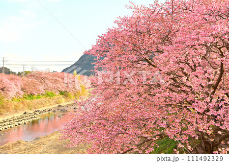 伊豆・河津桜 伊豆・河津桜 111492329