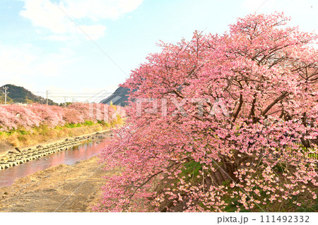 伊豆・河津桜 111492332