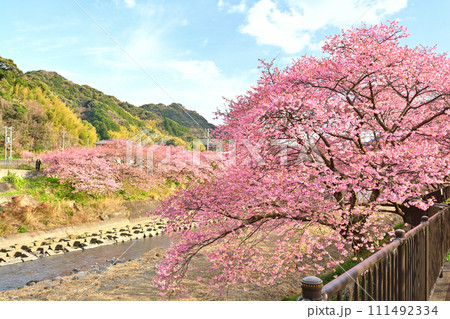 伊豆・河津桜 111492334
