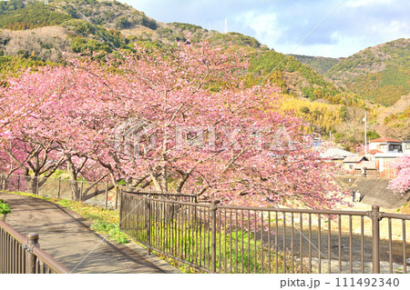 伊豆・河津桜 111492340