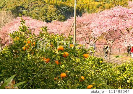 伊豆・河津桜 111492344