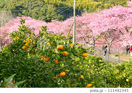 伊豆・河津桜 111492345